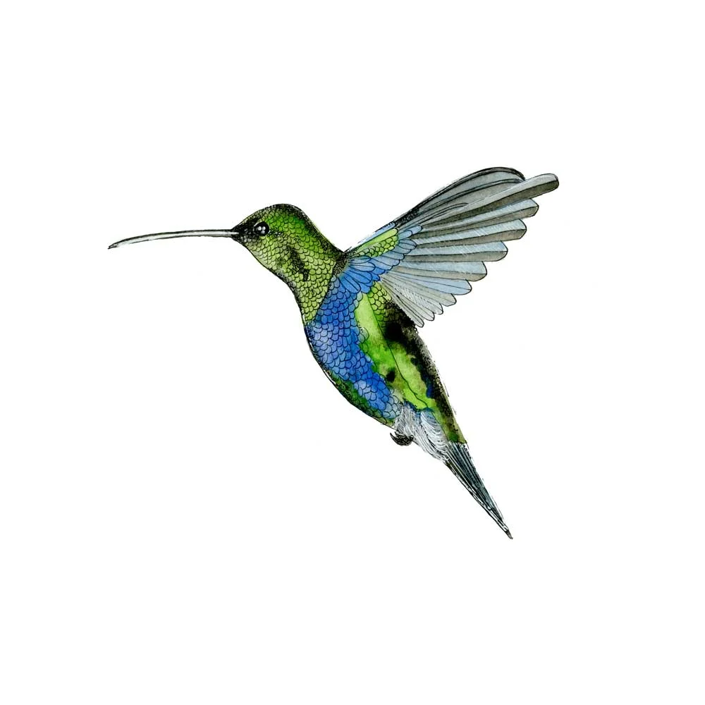 Hummingbird