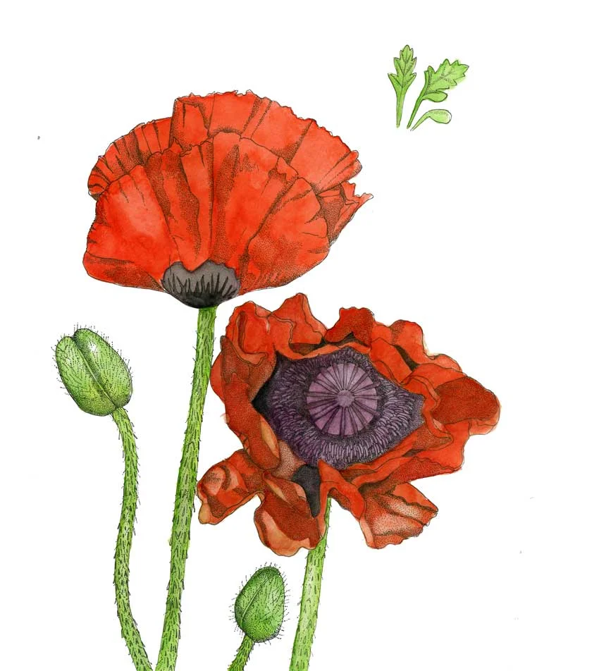 Poppies