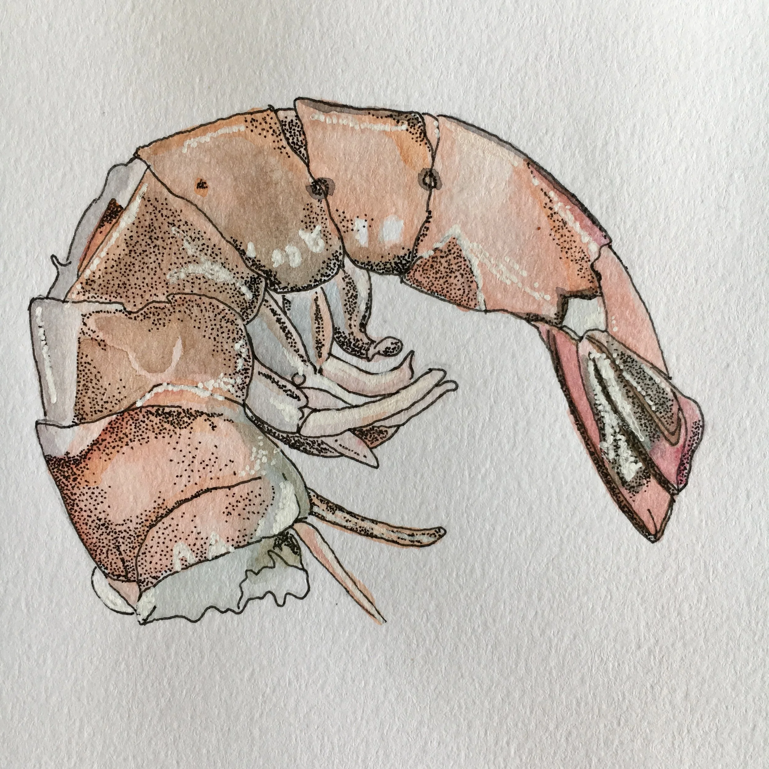 Shrimp