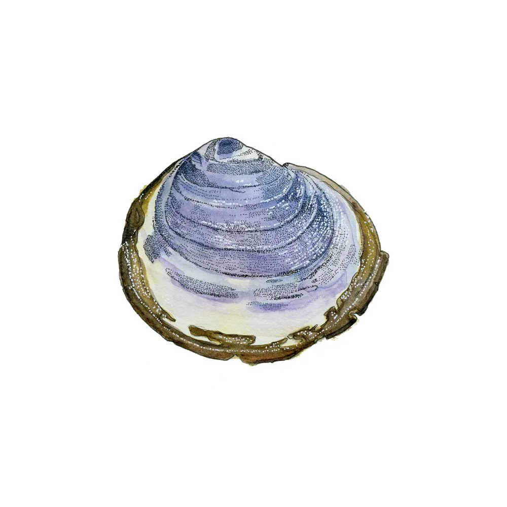 This Purple Shell