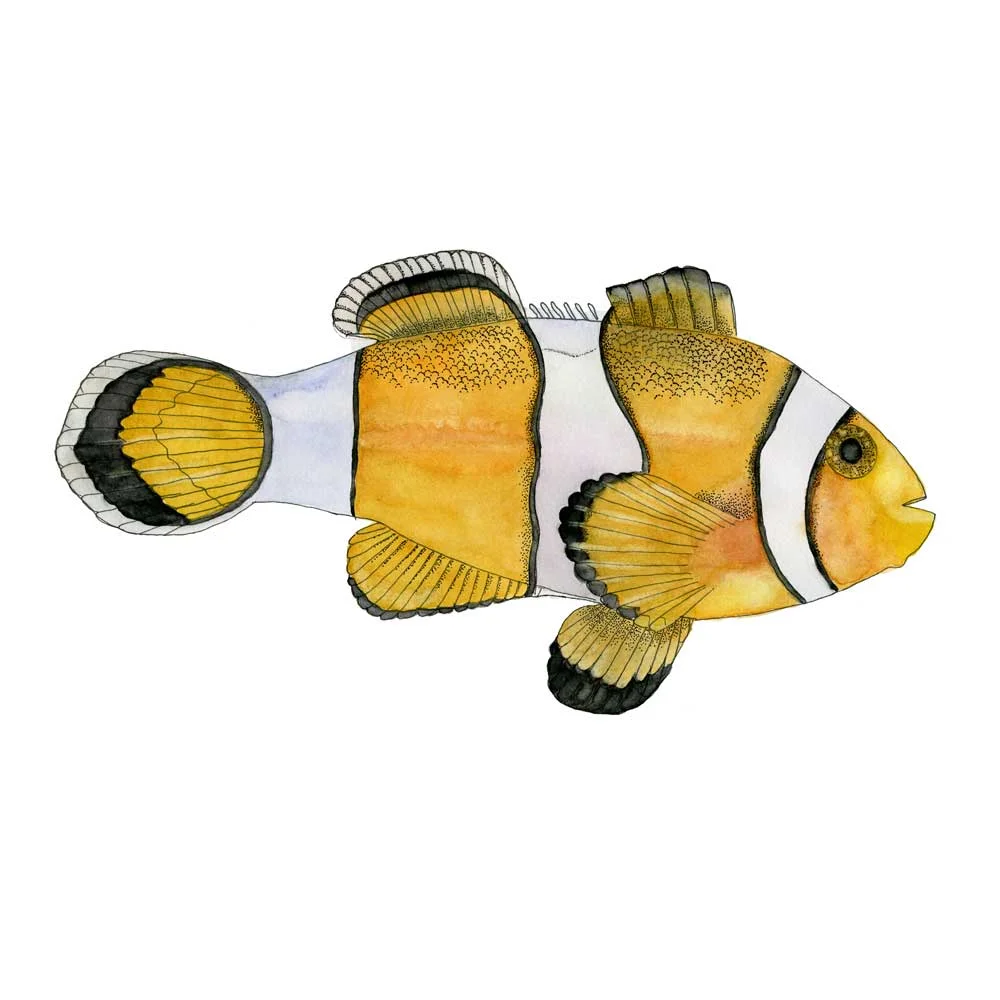 Nemo