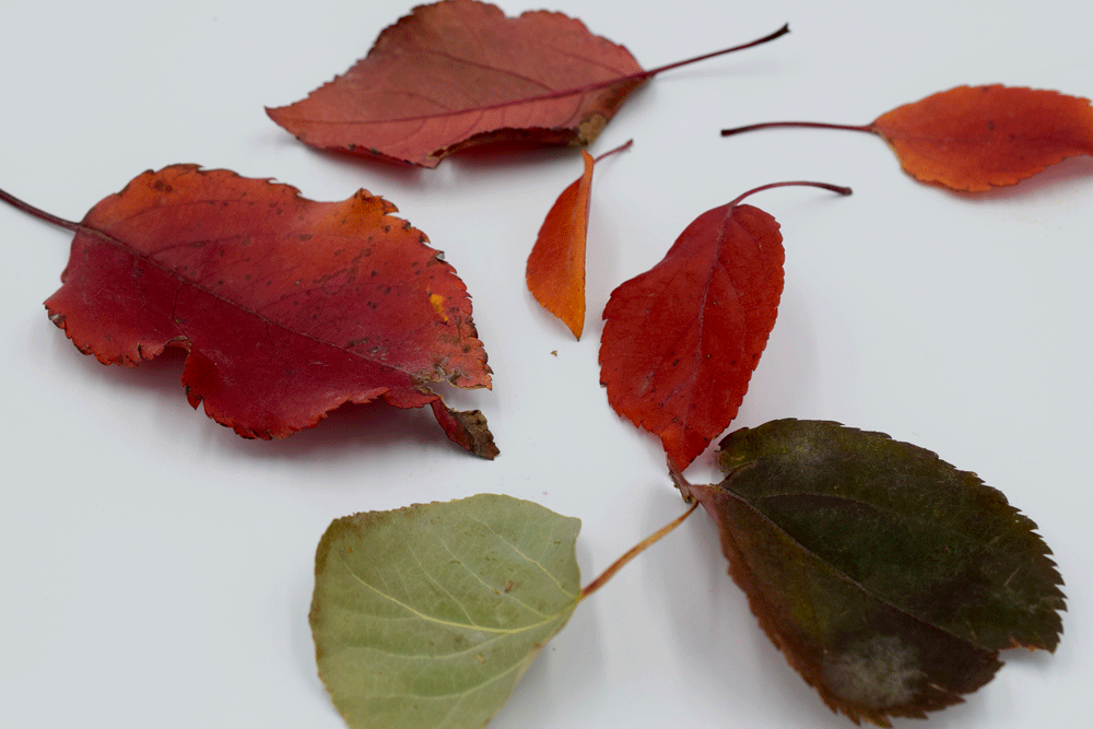 First, I gathered some fall leaves in a variety of shapes and colors.