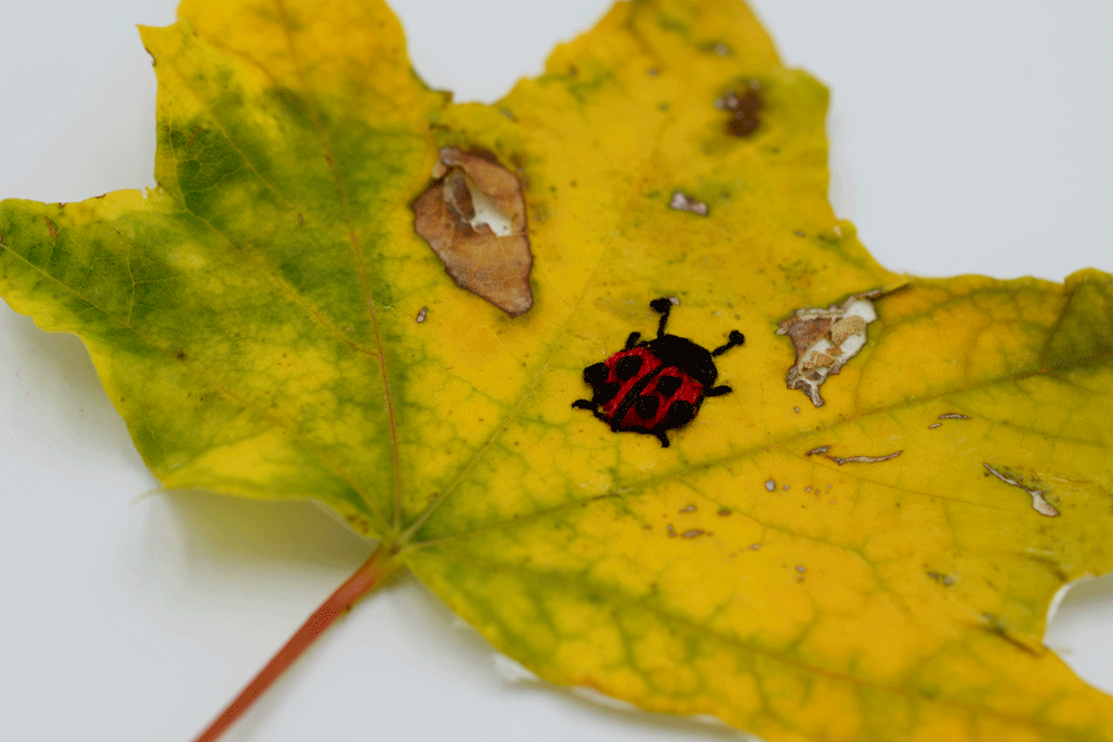 leaf7.gif