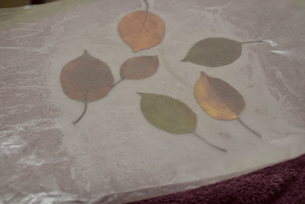 I collected some new leaves. I placed a towel on my ironing board, then two sheets of wax paper with the leaves in between the two sheets.