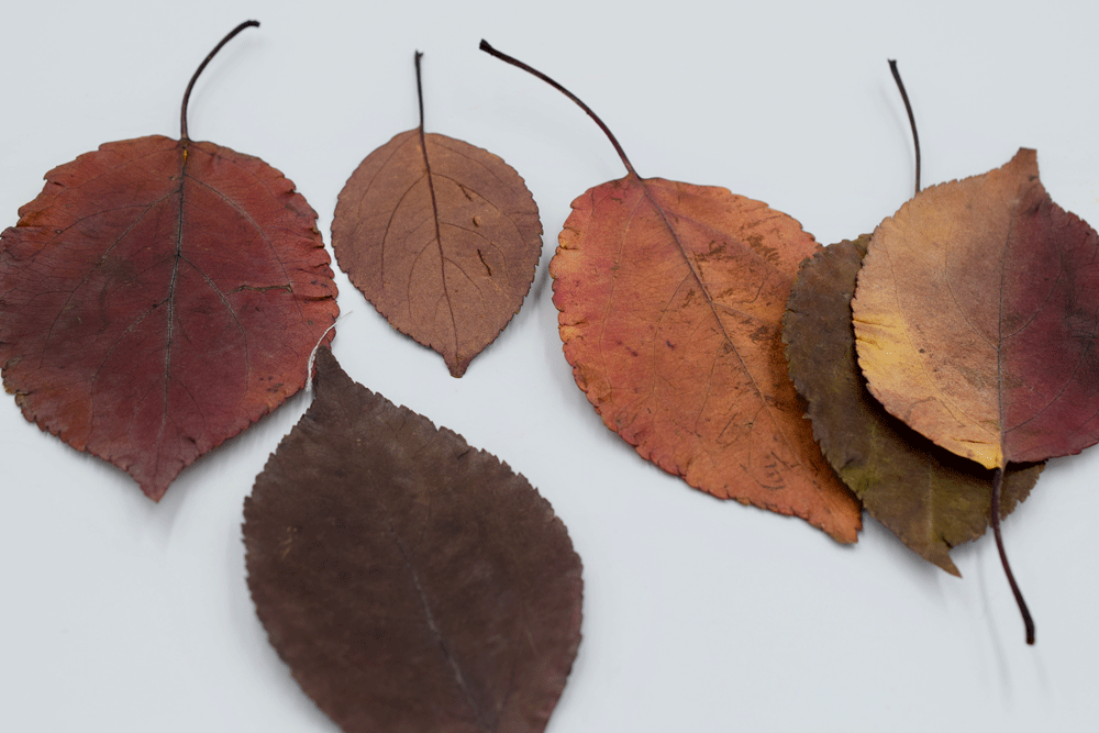 Here is what I ended up with. You couldn’t see the glossiness of the wax on the leaf at all. They were very brittle so I, again, added the stabilizer to the back of each leaf and VERY CAREFULLY added stitches. I had to be very gentle so the leaf did not crumble.