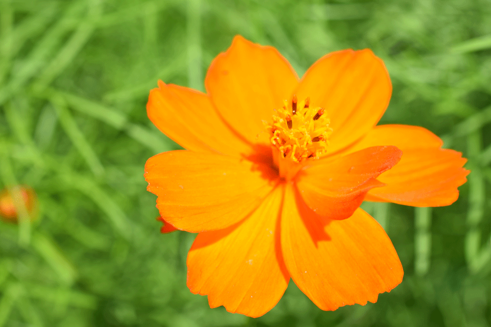 I could see all of these as paintings and delicate little embroideries.