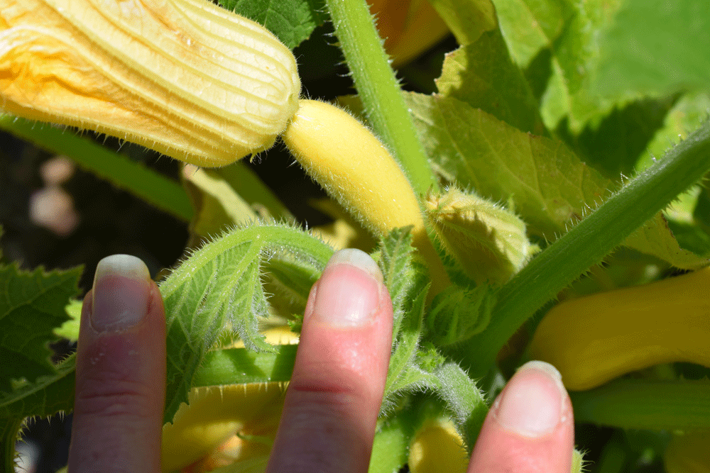 The veggies are LATE!!! After a very unseasonably cool and rainy start to the summer our veggies are taking FOREVER. I am willing them to grow. I am dying to eat these fresh from the garden and still warm from the sun. Patience, patience.