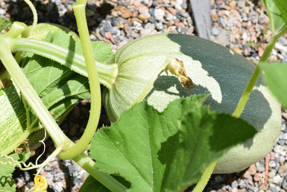Spaghetti squash takes until fall. If I can get to it before the critters do!!!
