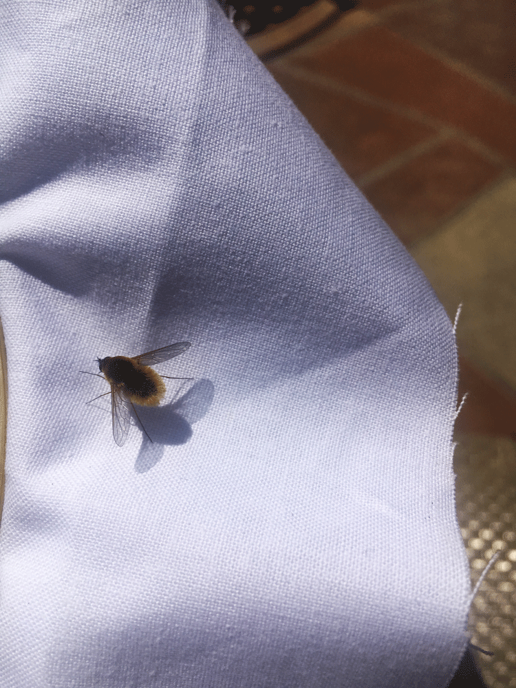 I worked outside on my patio and this guy landed for a visit.