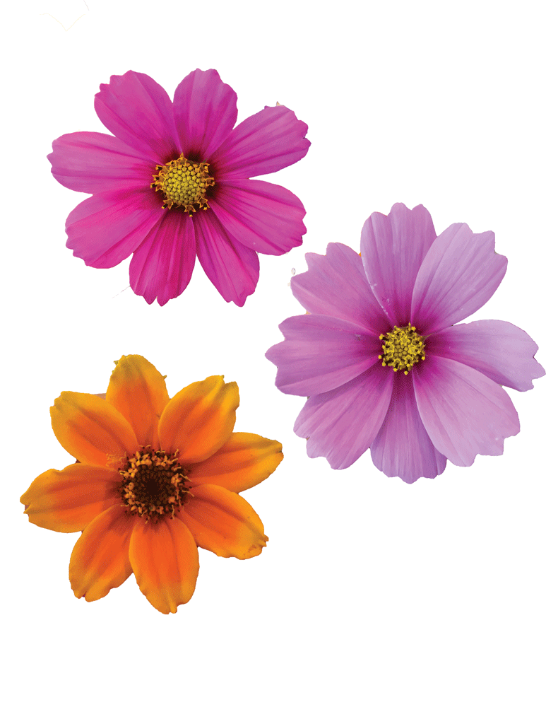 FLOWERS.gif