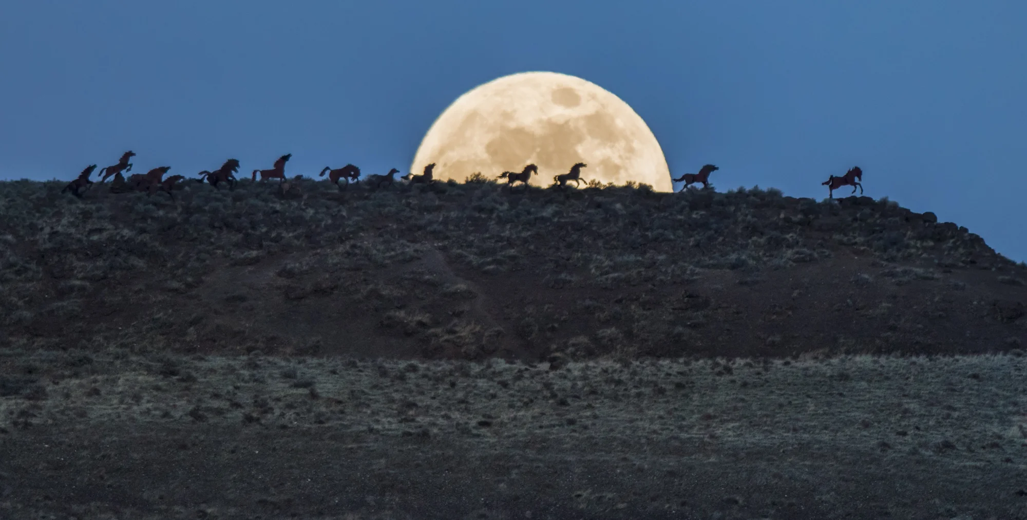 wild horses-1-9.jpg