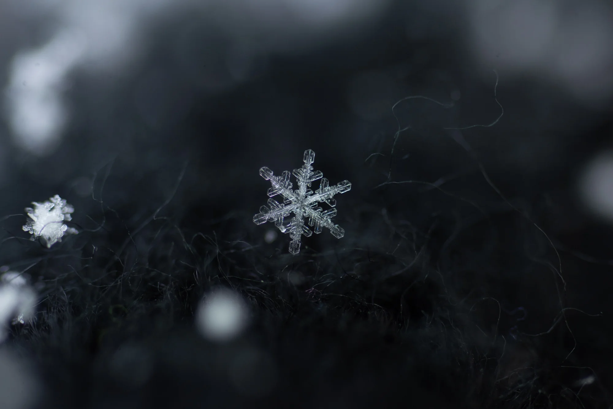 snowflake photography sample.jpg