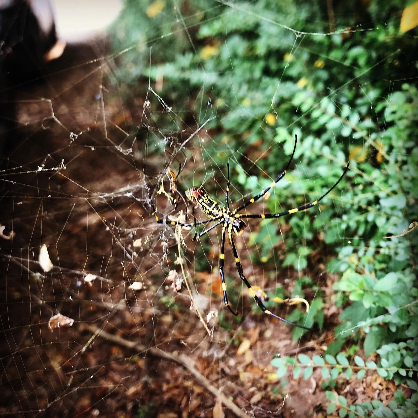 @gafollowersofficial big ass #joro spider. #dekalbcounty #eastatlanta #scary