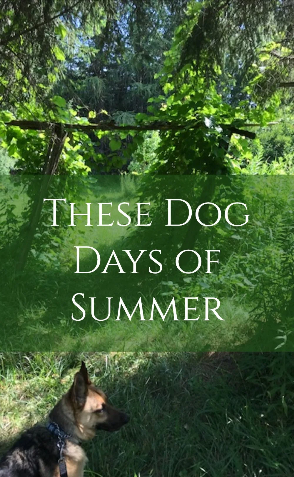 These Dog Days of Summer