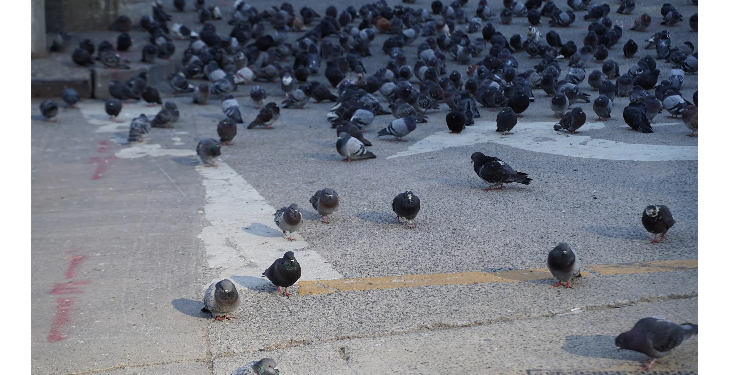 Pigeons must be my fans. They follow me everywhere I go.