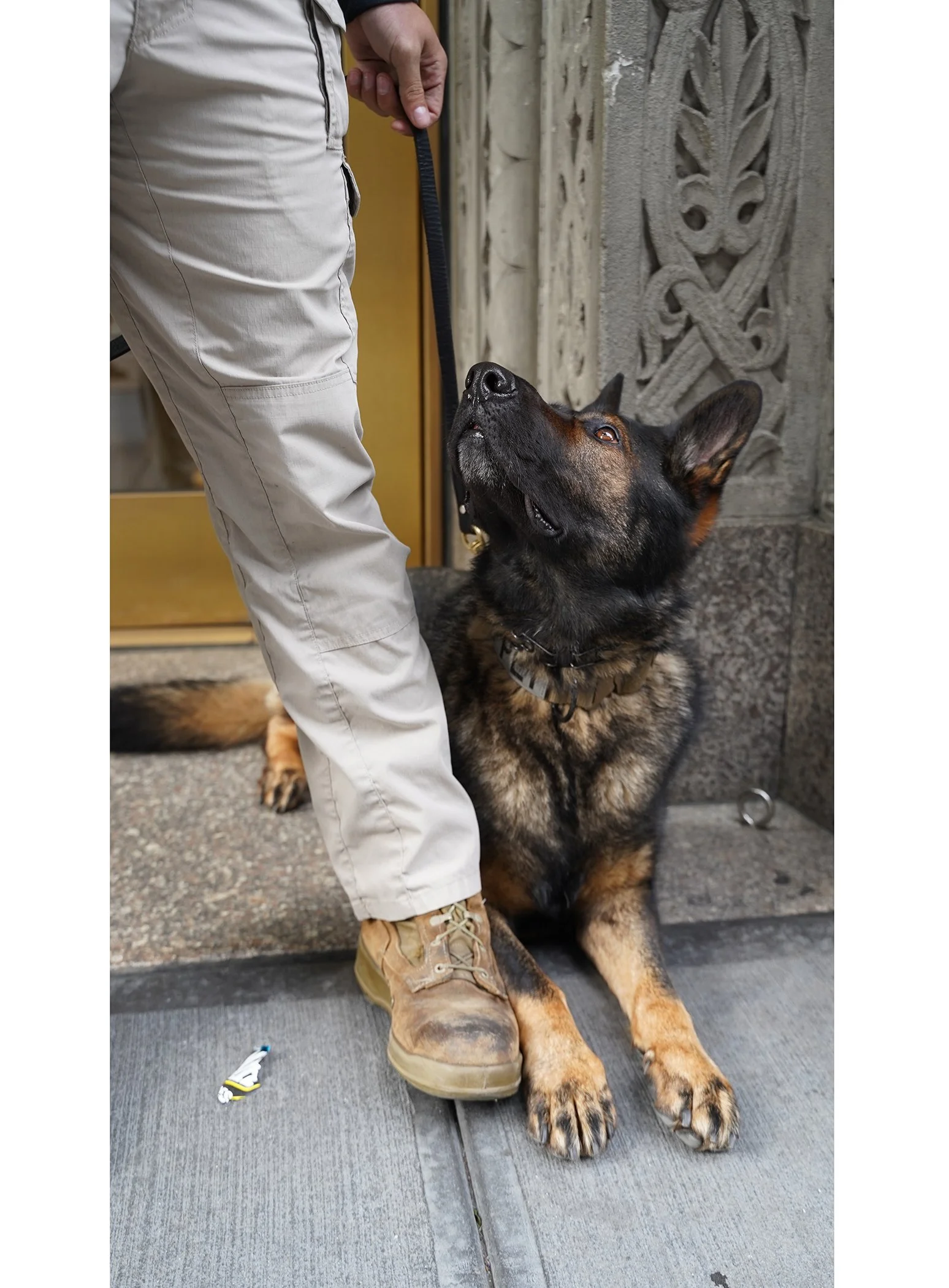 Draco guards my husband's office building on 34th. He hid like this when I crouched to meet him. 
