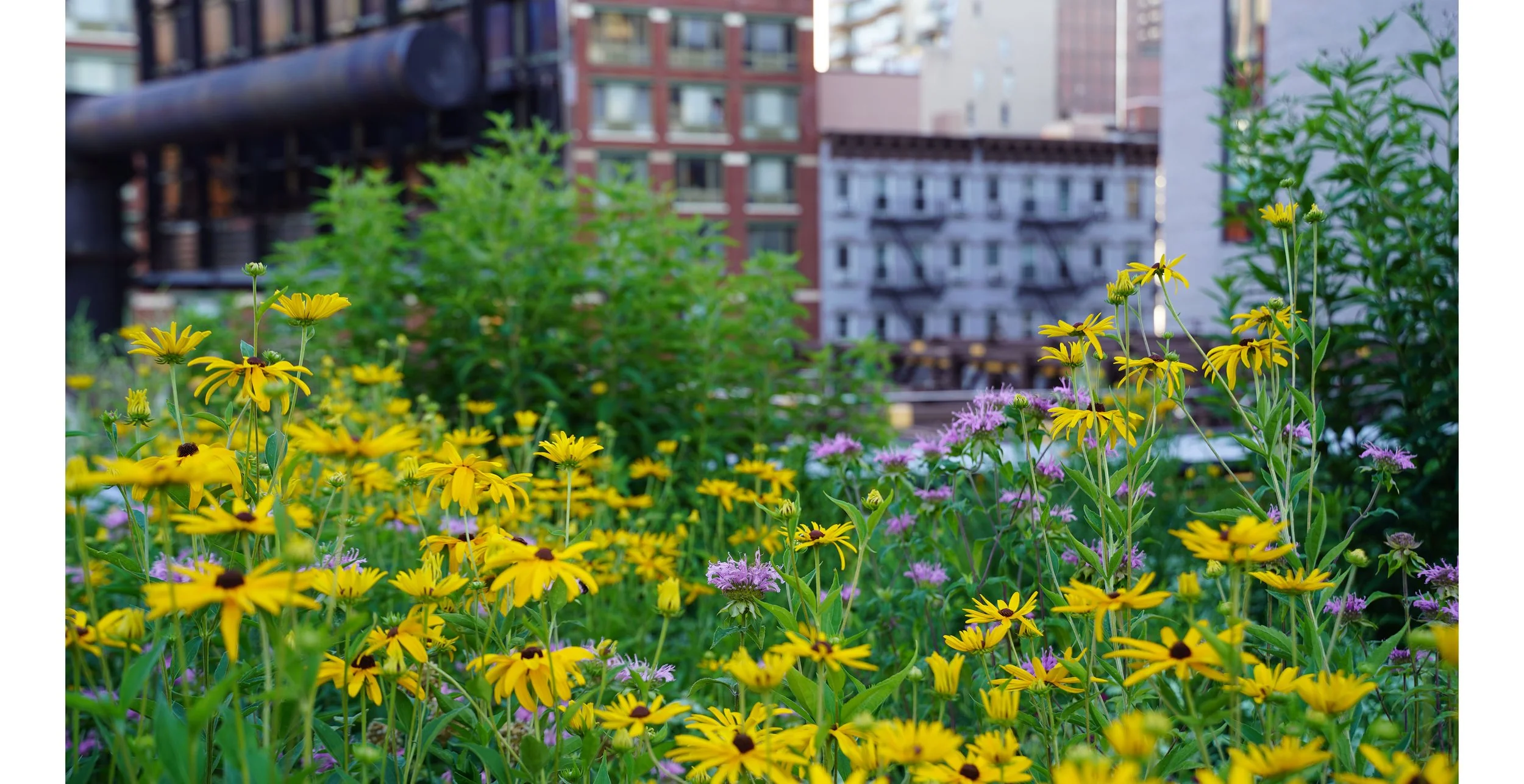 Flowers July 1 Black eye susans and fire escape.jpg