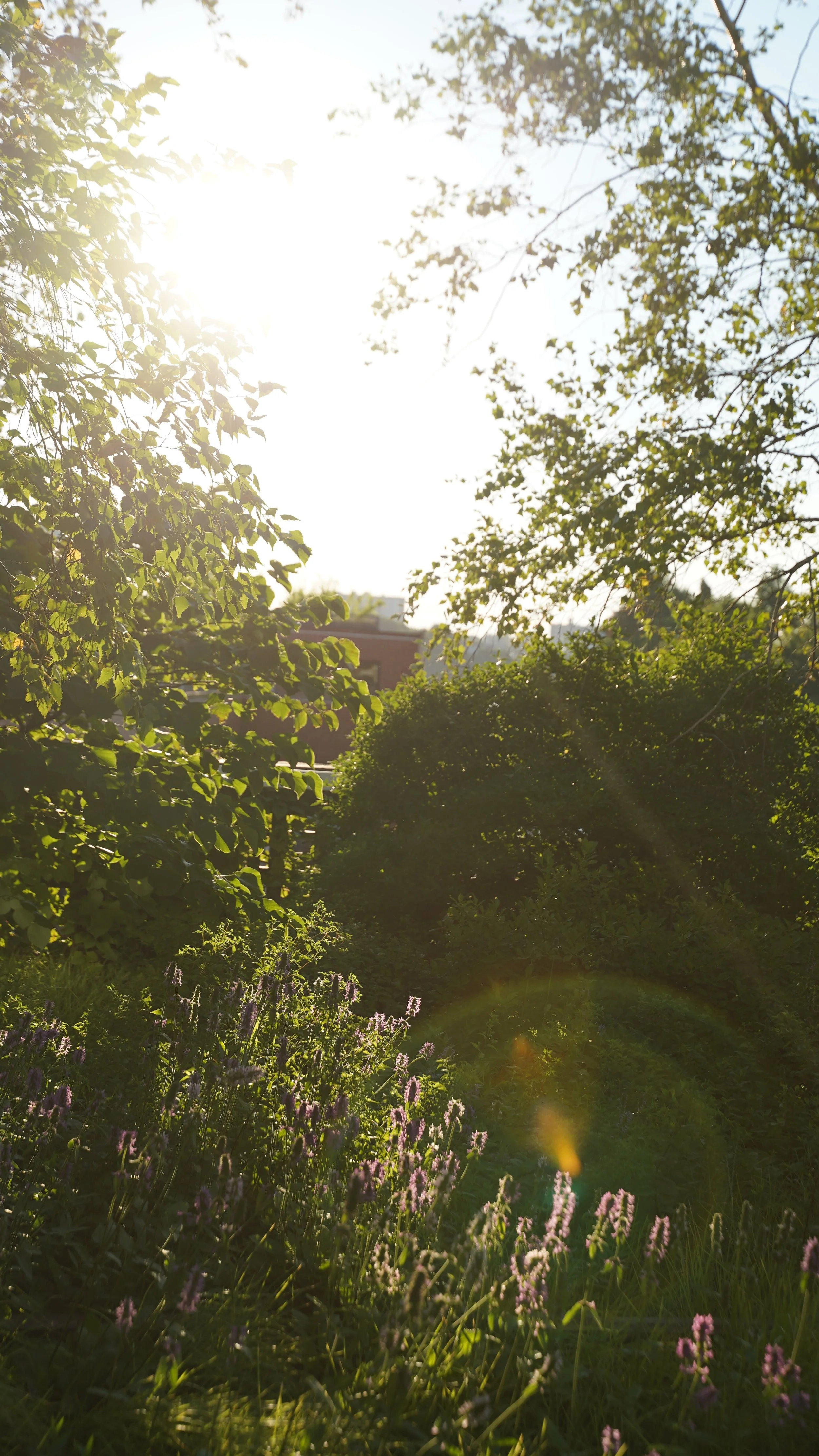 Highline Flowers- Lavendar SUNSET LENS FLARE.JPG