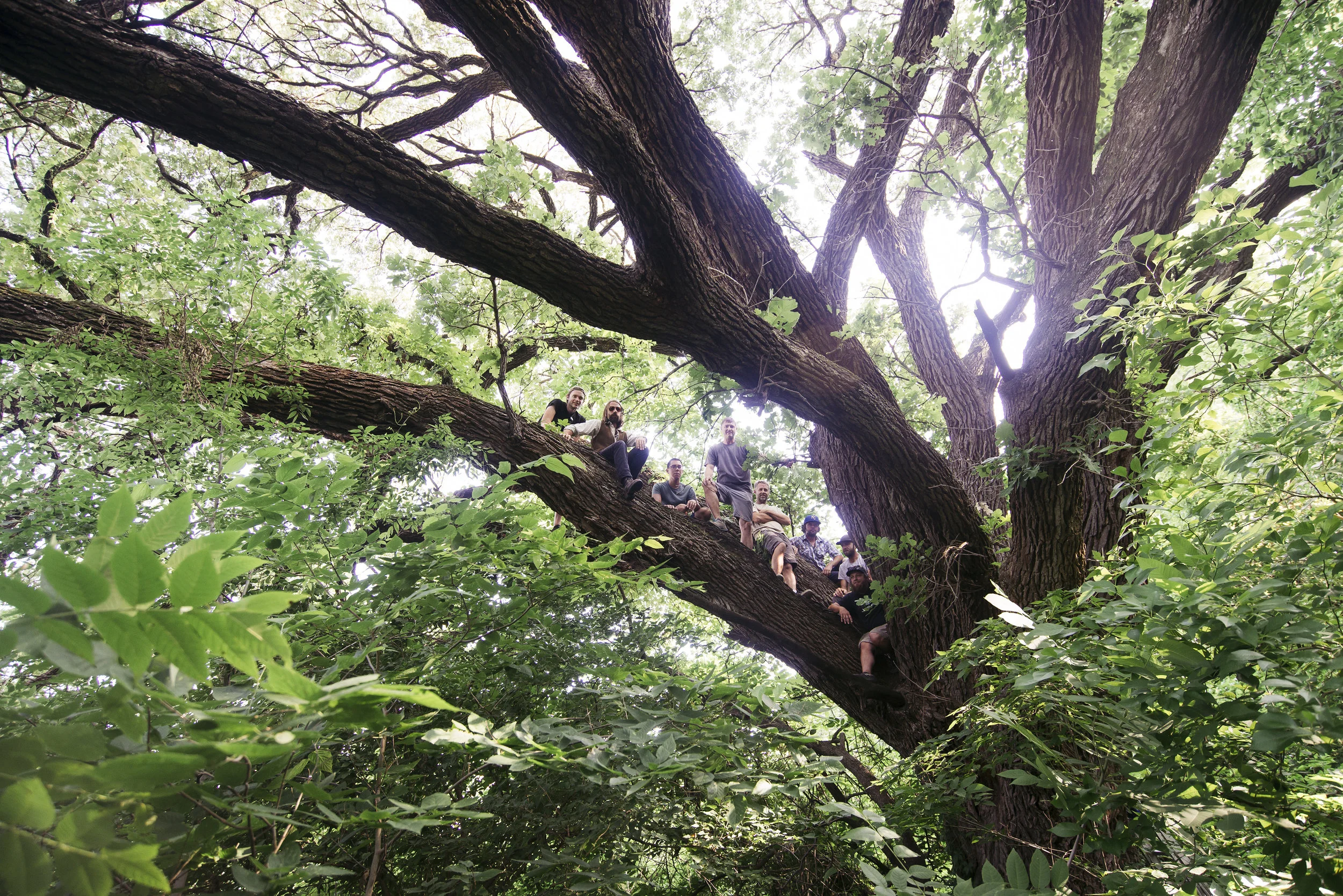 The STRUCT/RESTRUCT team in the giant bur oak behind the Burrough's Creek Addition project site. June 2017