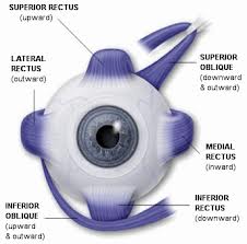 Muscles of the Eye photo credit: KIN540-Neurophysiology Wikispaces