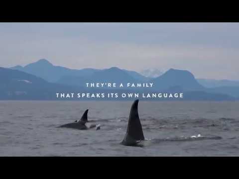 David Suzuki Foundation Salish Sea Orcas #JoinThePod