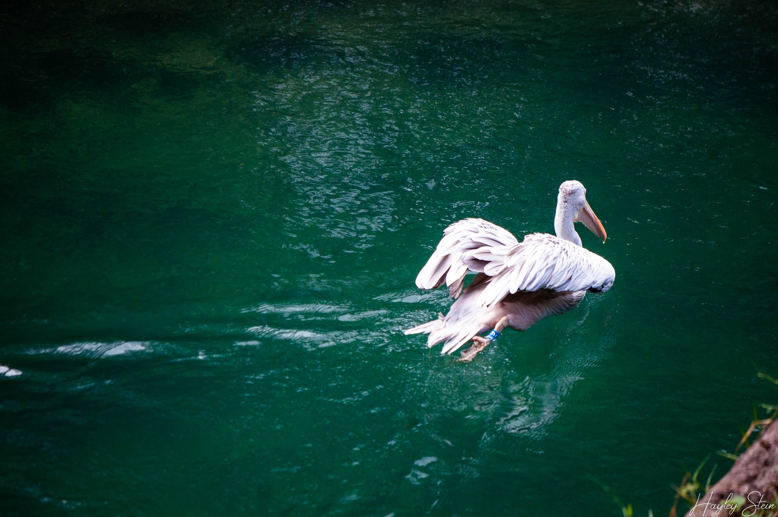 DSC_0254.jpg