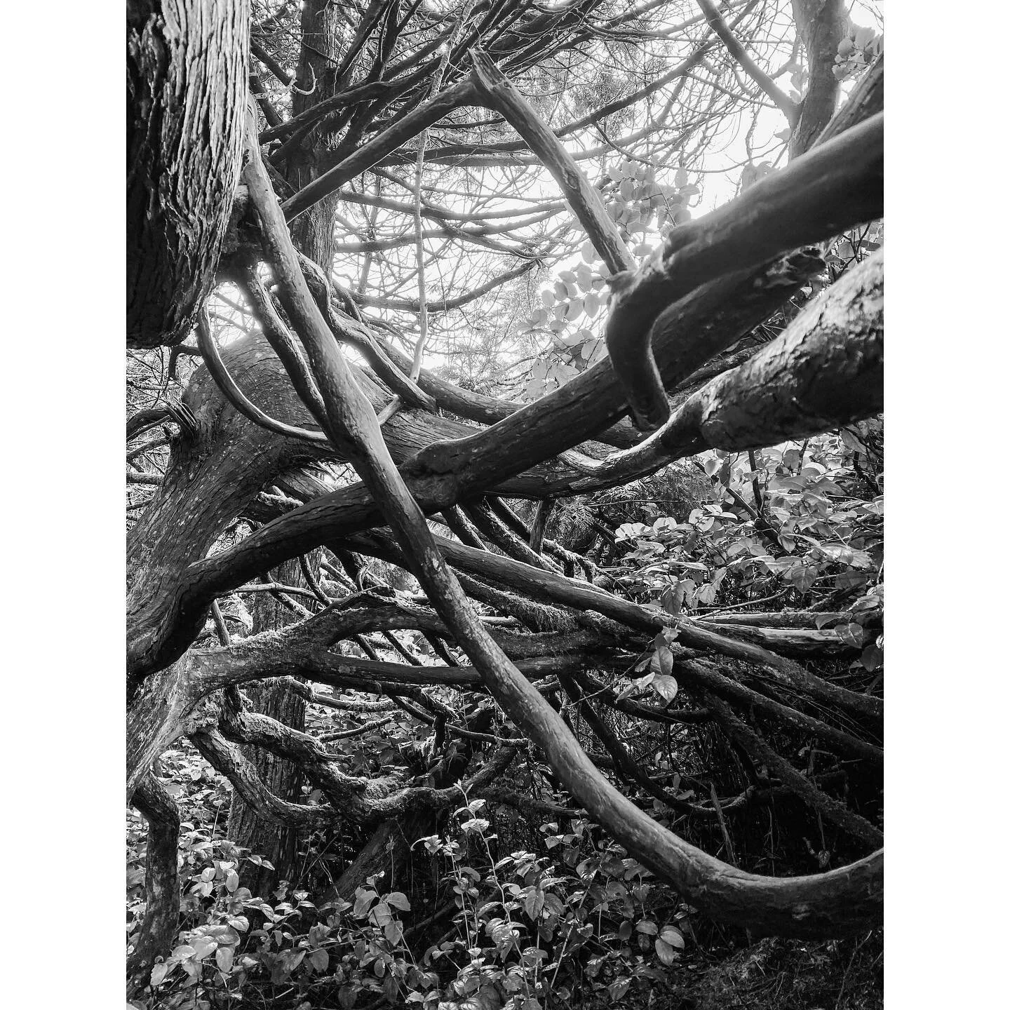Inspired by these wild cedar tree limbs. 
.
#wildpacifictrail #lines #branches #cedartree