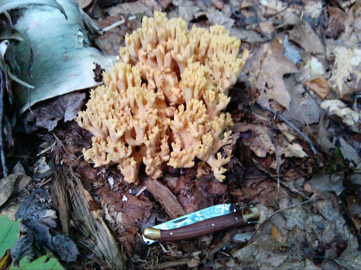 Coral Fungus, Photo by Jan Hudson Krueger