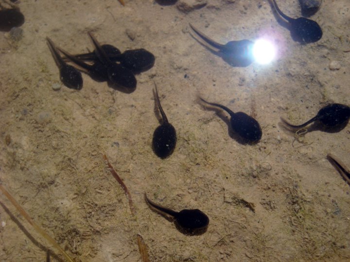 Polliwogs, Photo by Jan Hudson Krueger