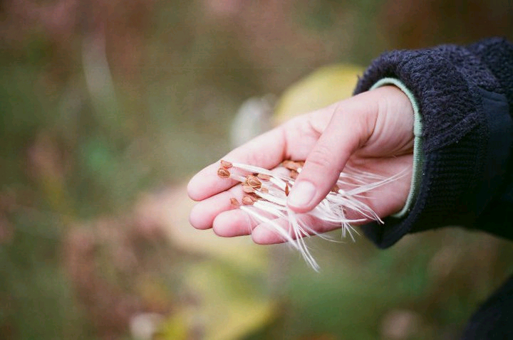 Milkweed seeds, Photo by Jan Hudson Krueger