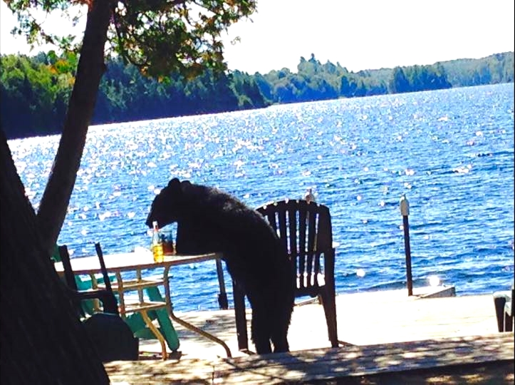 Today's the day the teddy bears have their picnic (at Paudash Lake)