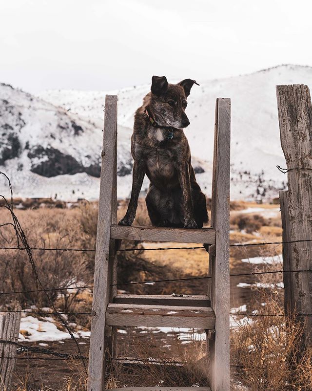 Which way to the dude ranch? // #prairiedog #cowdog #wilsondog