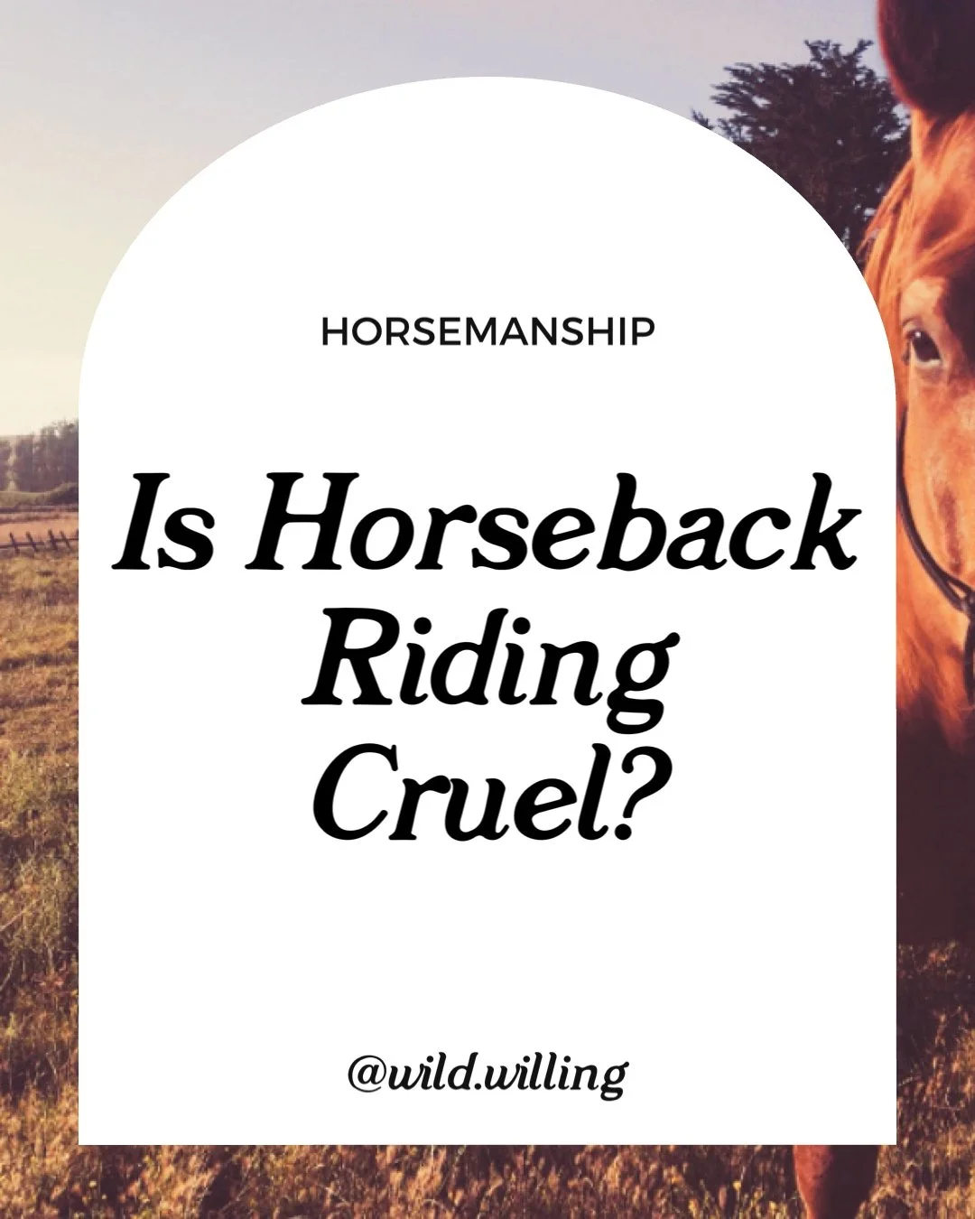 Is Horseback Riding Cruel? — Wild Willing