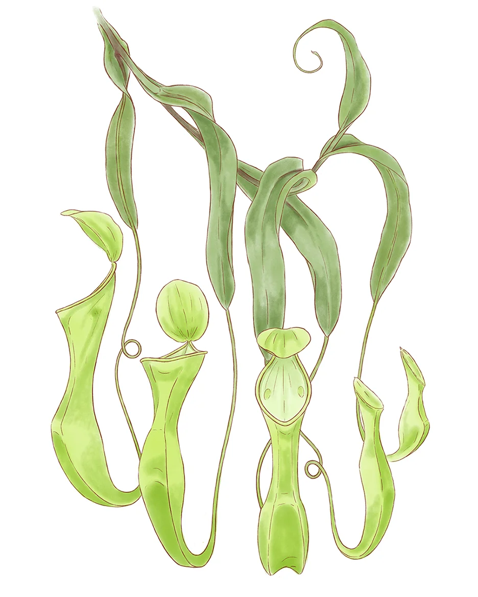 nepenthes_reinwardts_rough.jpg