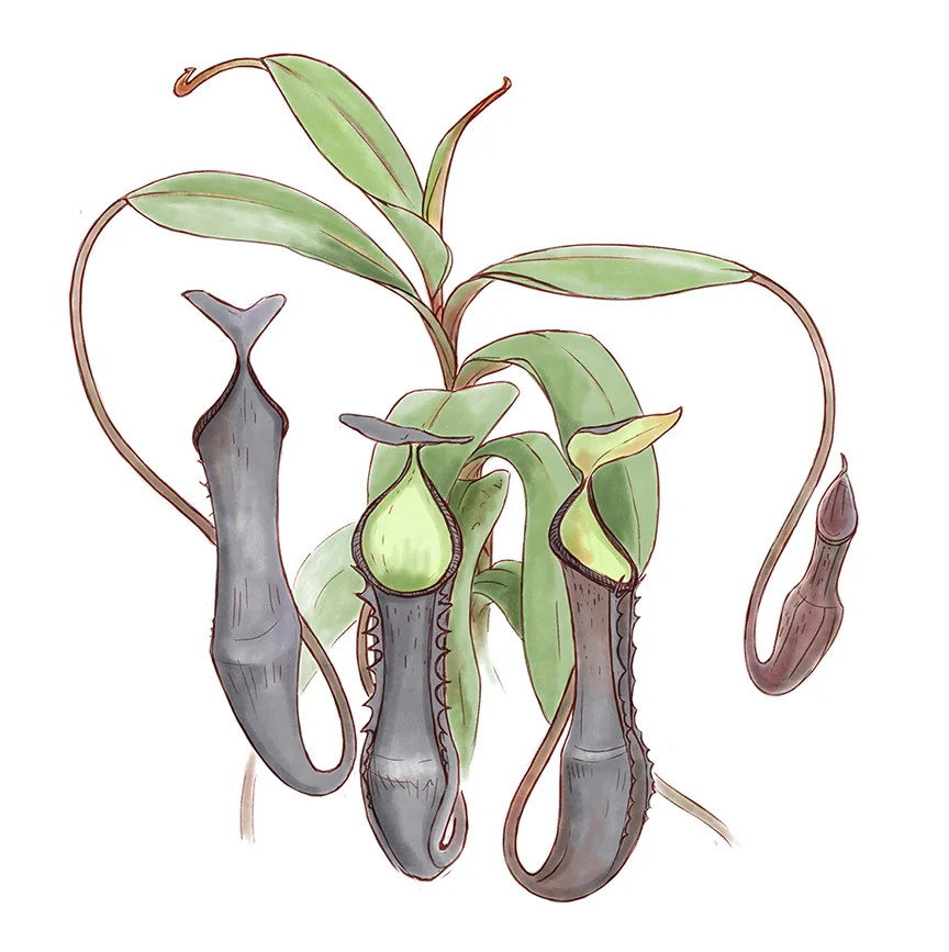 nepenthes_ramispina_rough.jpg