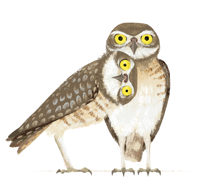 burrowingowls.png