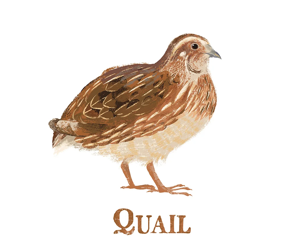 coturnixquailsm.jpg