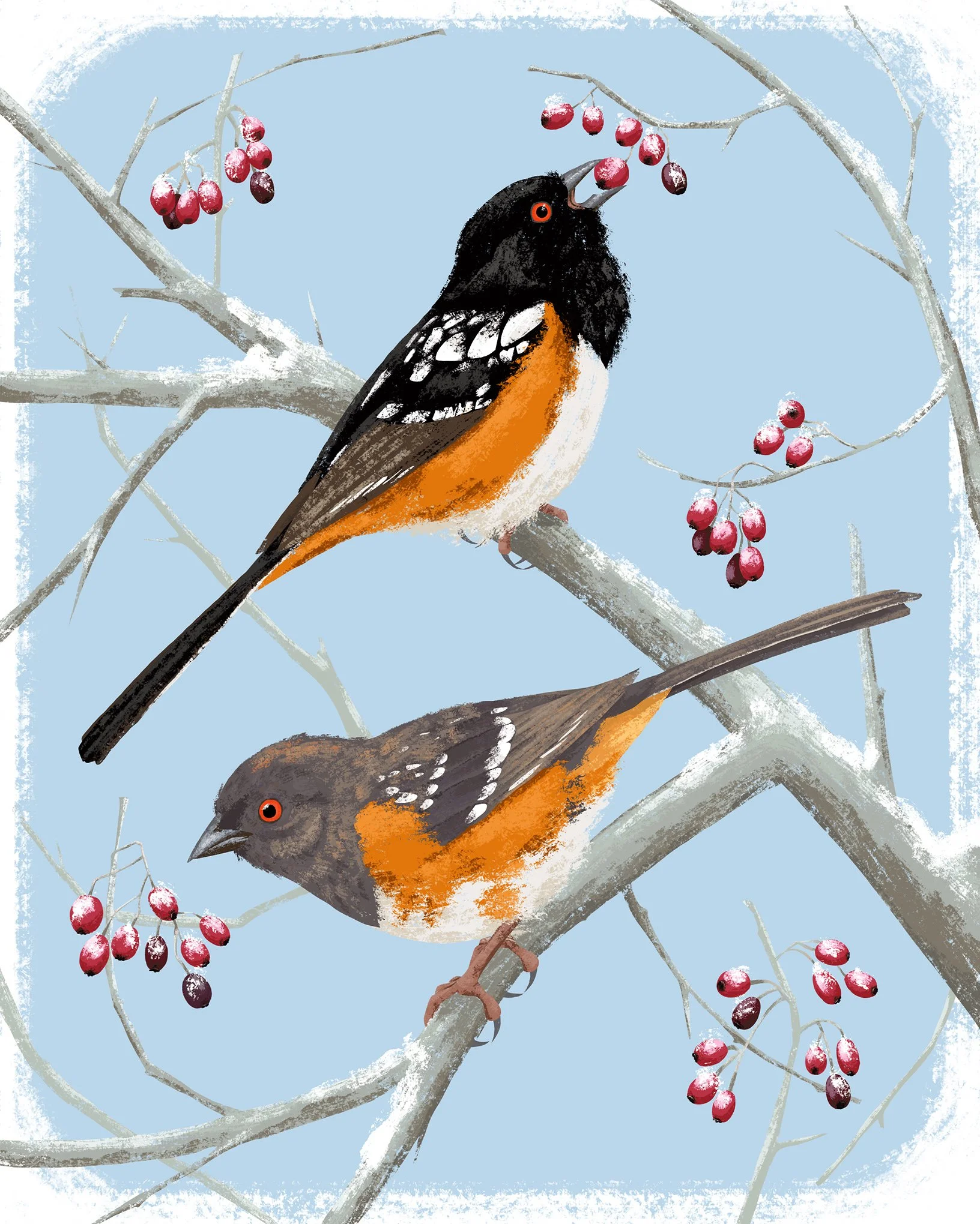 spottedtowhee_sm.jpg