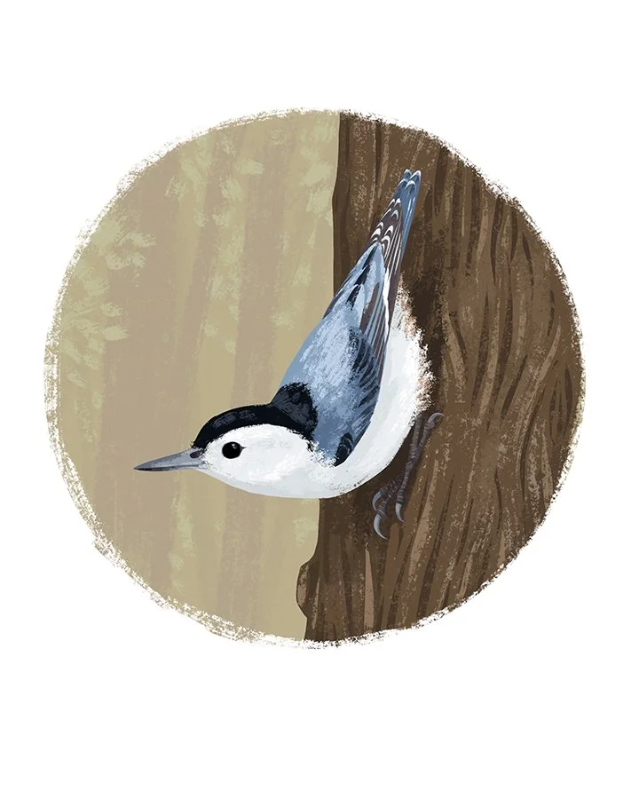 nuthatch_sm.jpg
