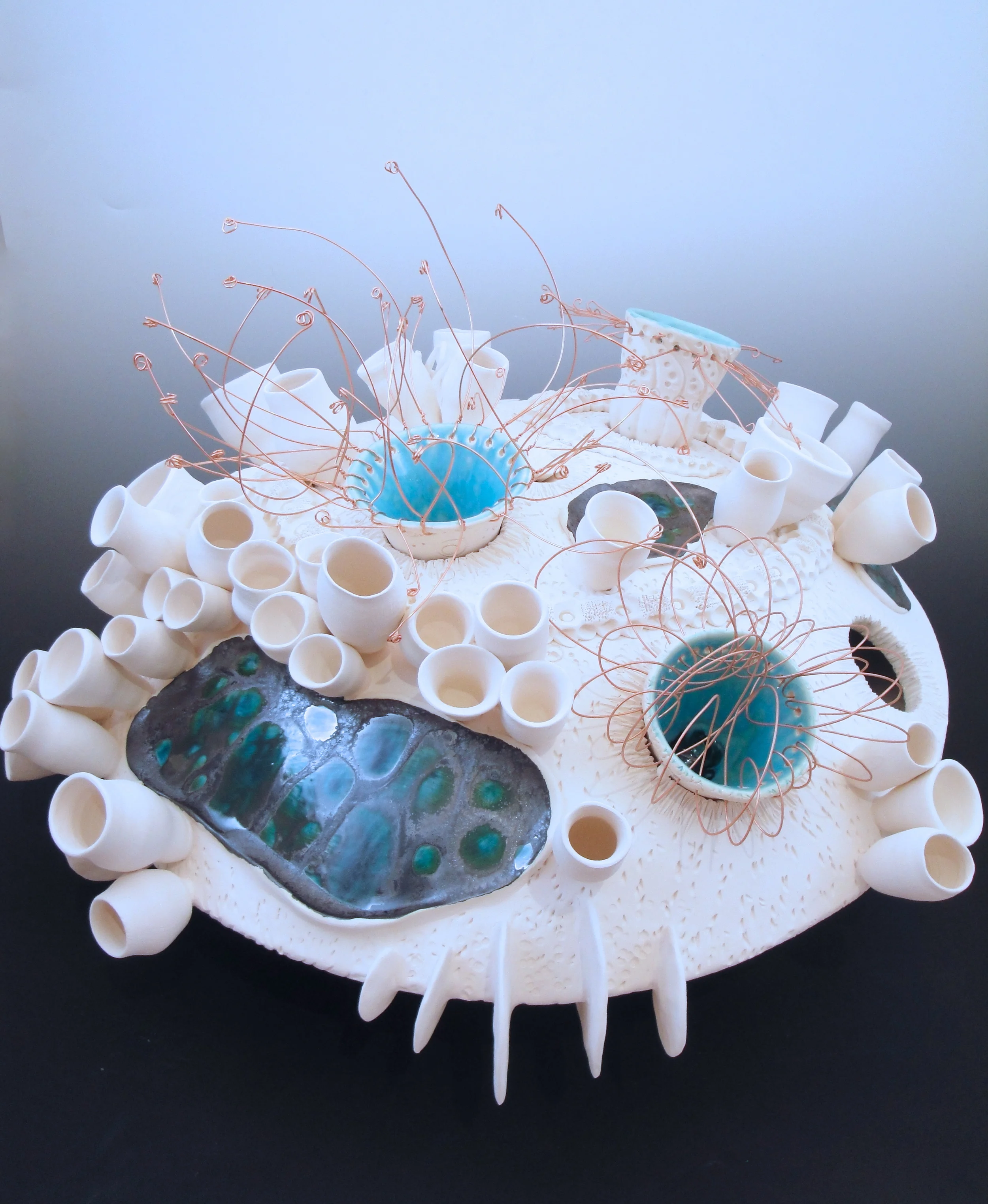 Aspidiscus Cristatus