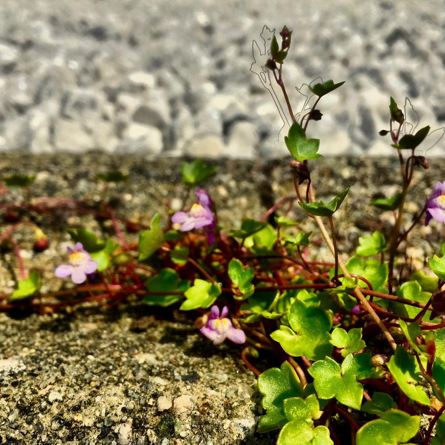 Invited but not welcome -
that’s the daily reckoning
of the chronically home-sick.
Will you humanize their suffering
or will you force them to inhabit the tiny space
of their never-found suitcase?
~Eleni Cay #home #elenicay #poetry #poetrylover