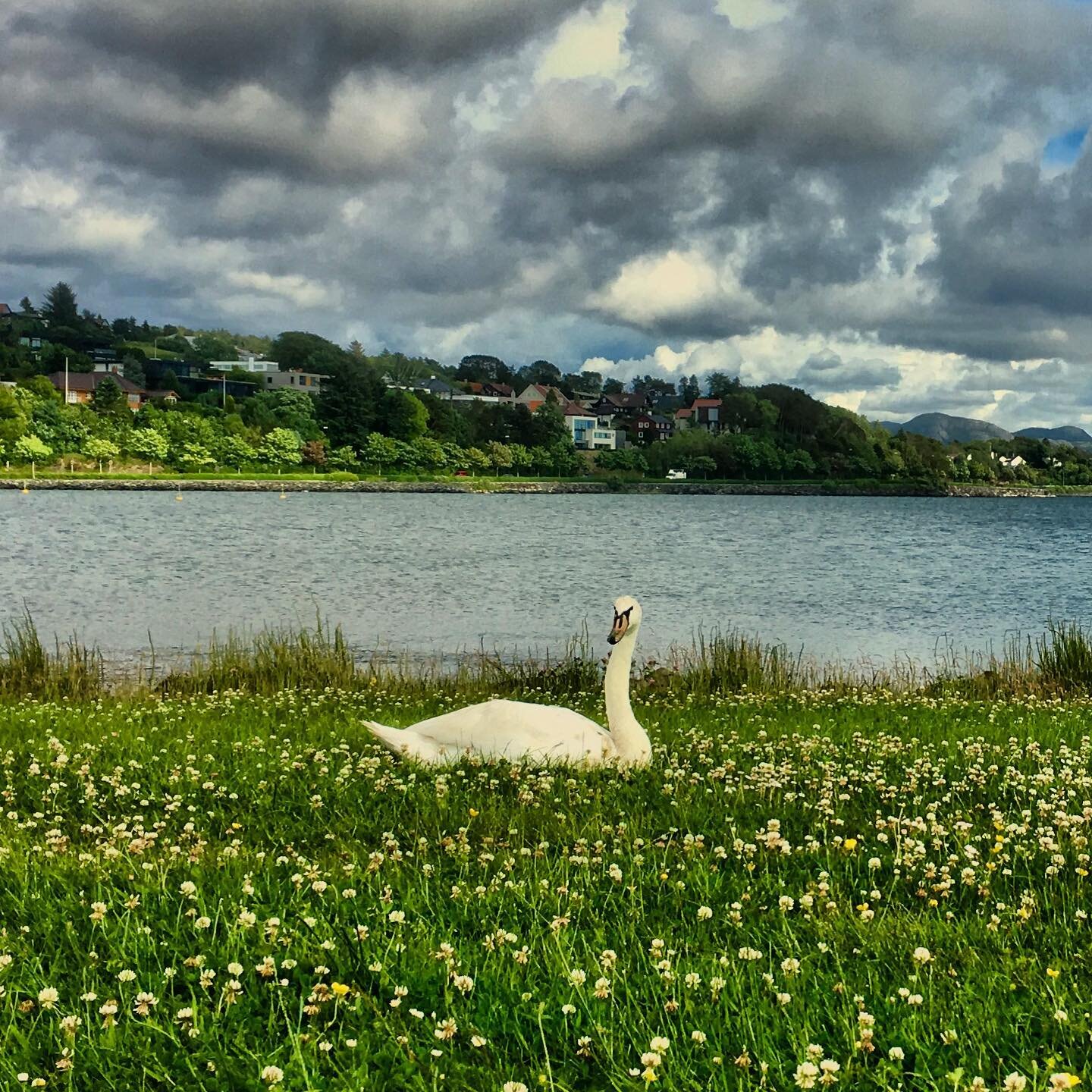 You swim in style
even if you are weary
in summer meadows
you shed a smile
for the wind to carry.
~Eleni Cay #swans #naturephotography #naturelovers #elenicay @poets #poets_area @poetsofinstagraam @societyofpoetry @poemsvibe @poetryrise @silverleafp