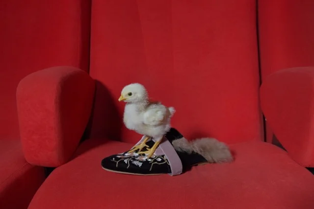 diego diaz marin gia couture329.jpeg