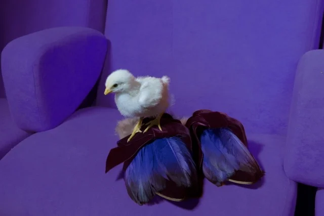 diego diaz marin gia couture363.jpeg