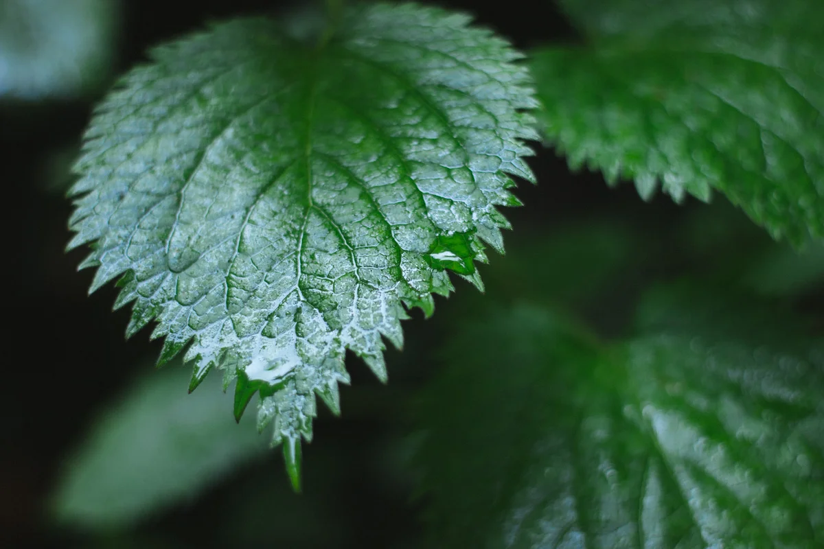 plant with raindrop.jpg