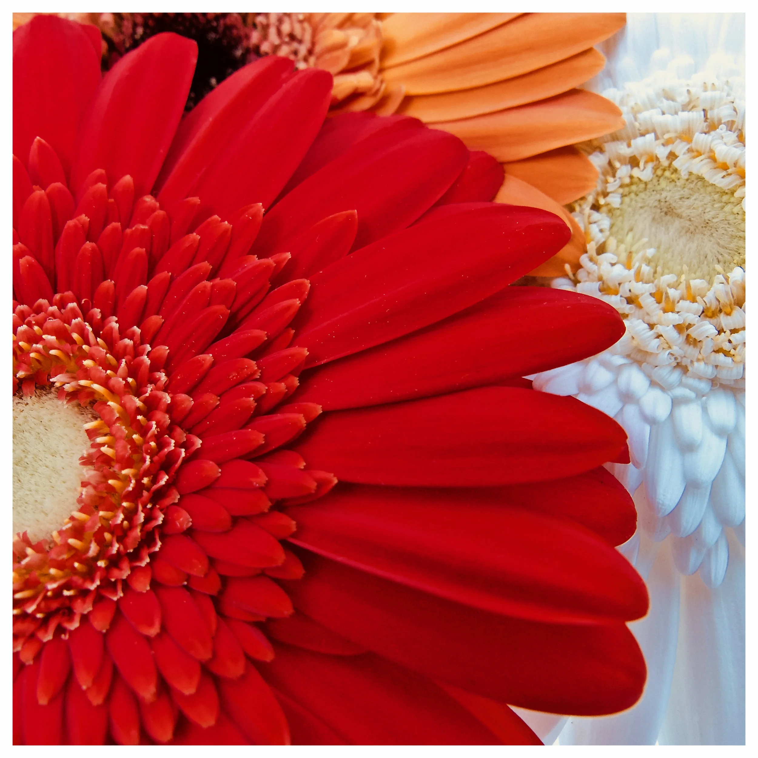 Gerberas