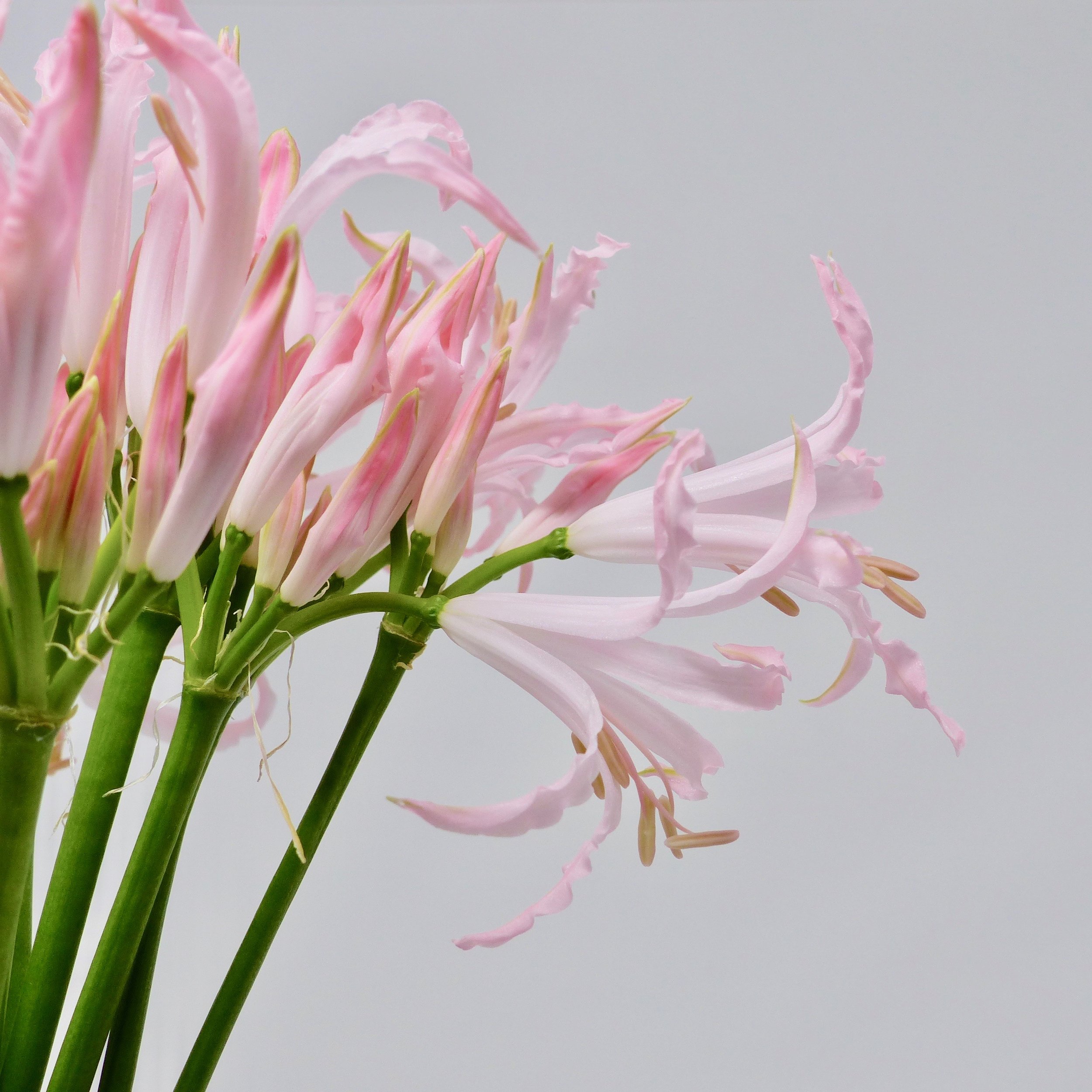 Nerines