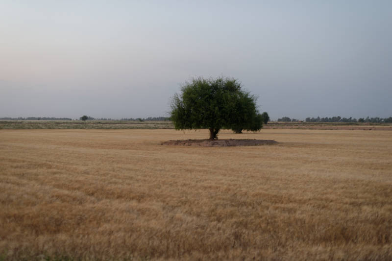 Tree_Lonely_Khuzestan.jpg