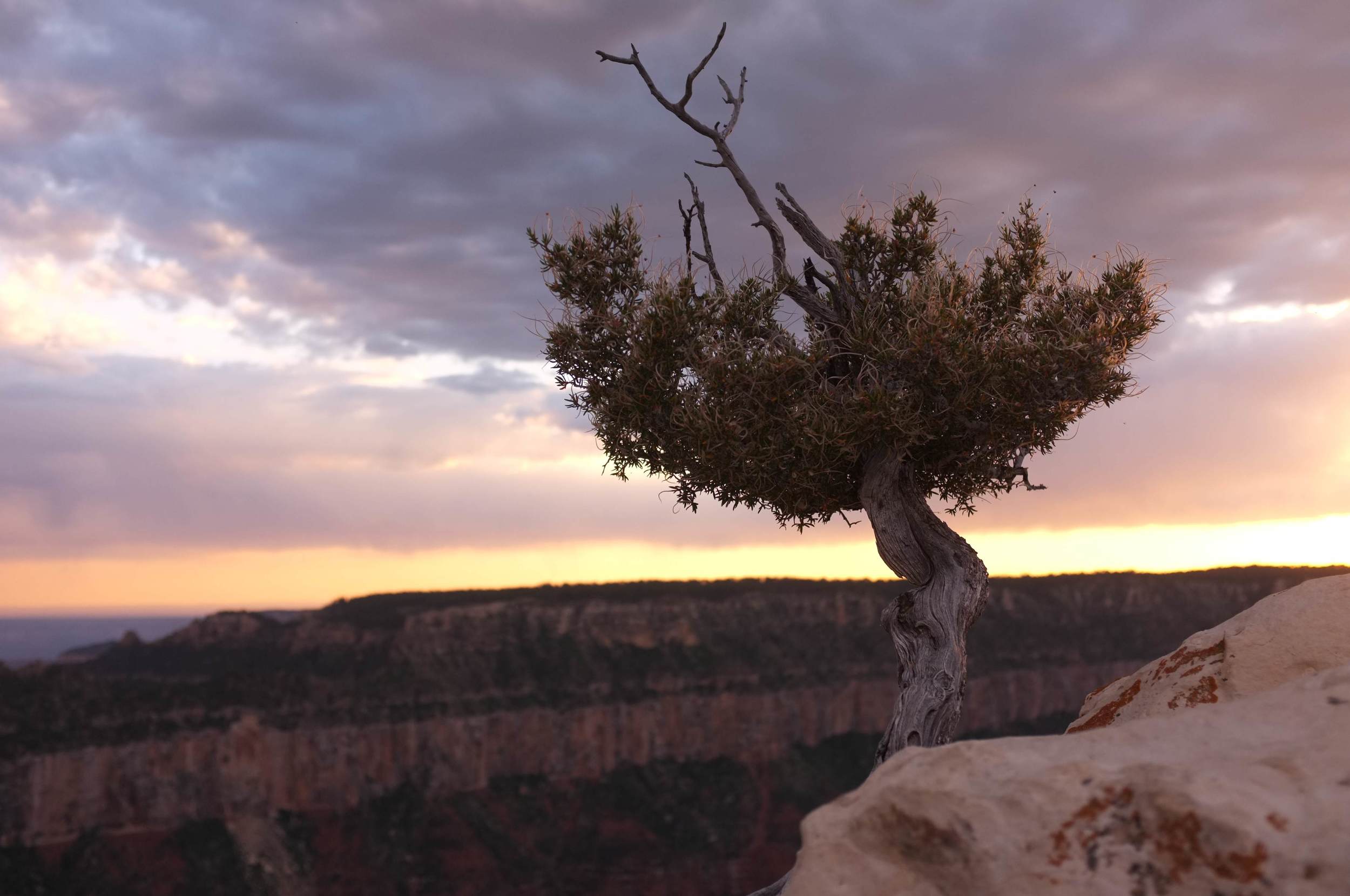 tree_Bryce_Canyon.jpg