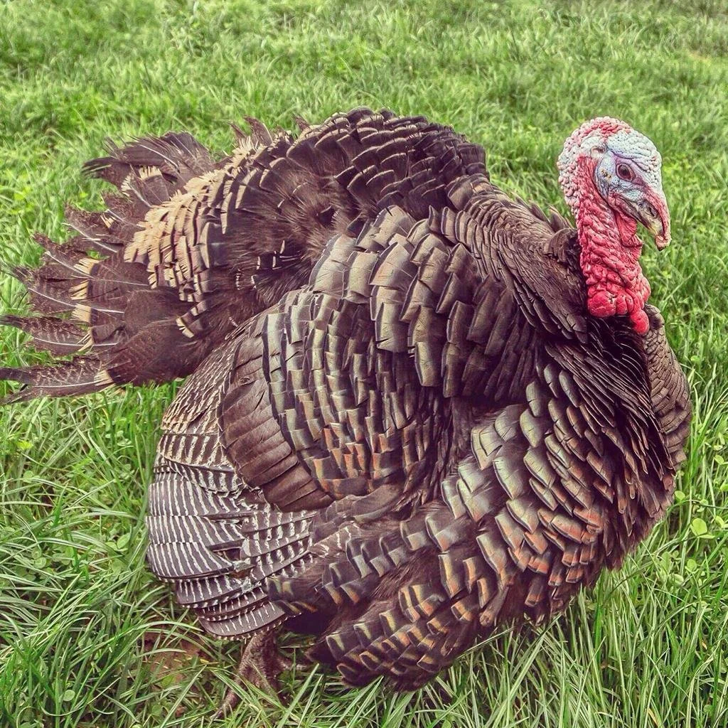 Turkey Stag.JPG